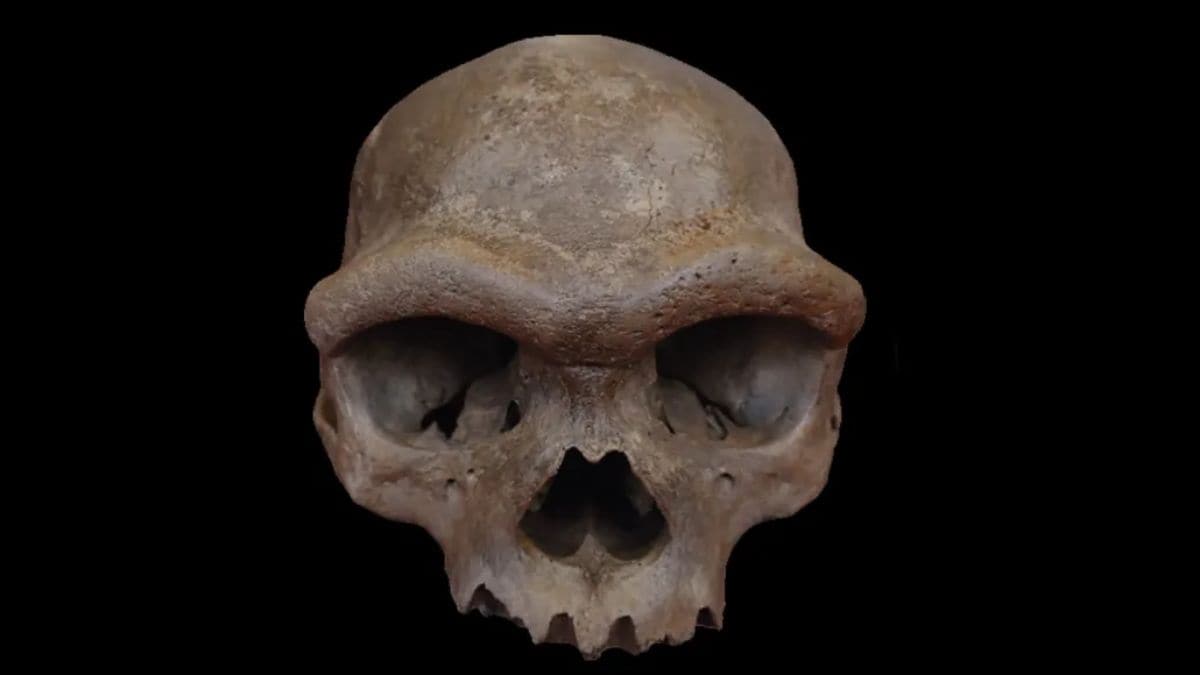 You are currently viewing China’s Dragon Man Cranium Discovered to Belong to Denisovan Lineage